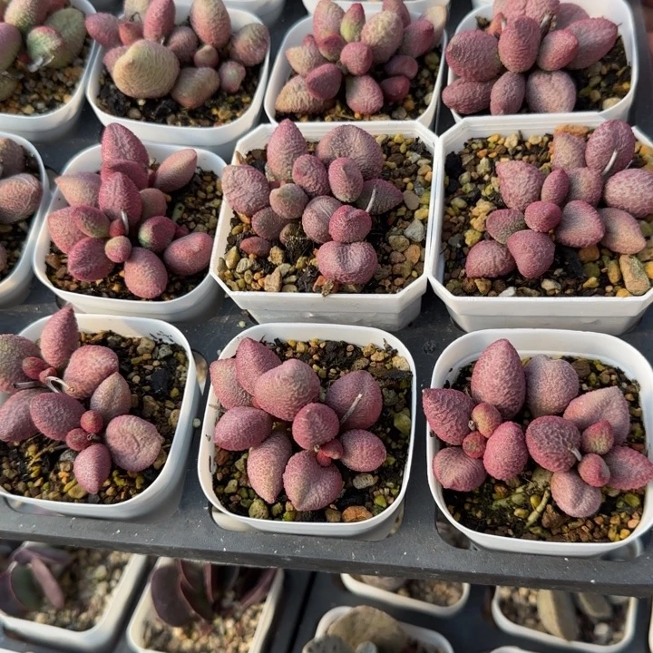 单颗糖果量拍链接