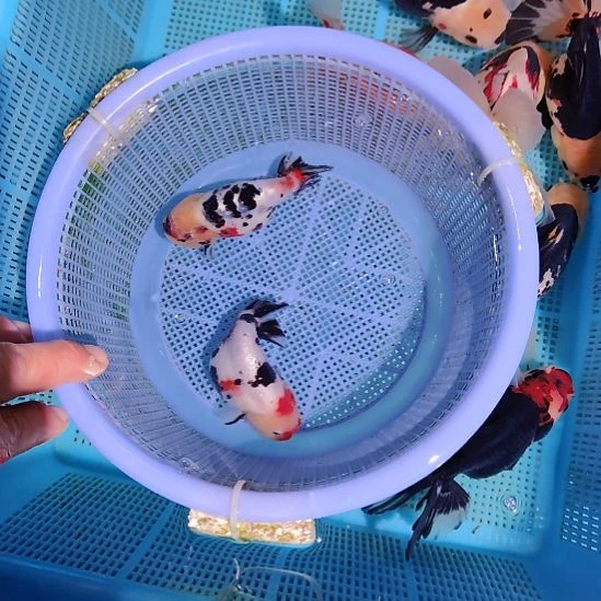 只***你金鱼121兰寿两只特价顺丰包邮