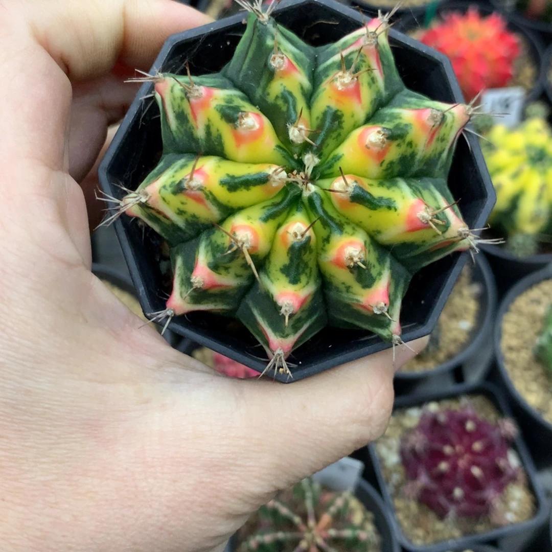 北***线仙人球米哈牡丹锦