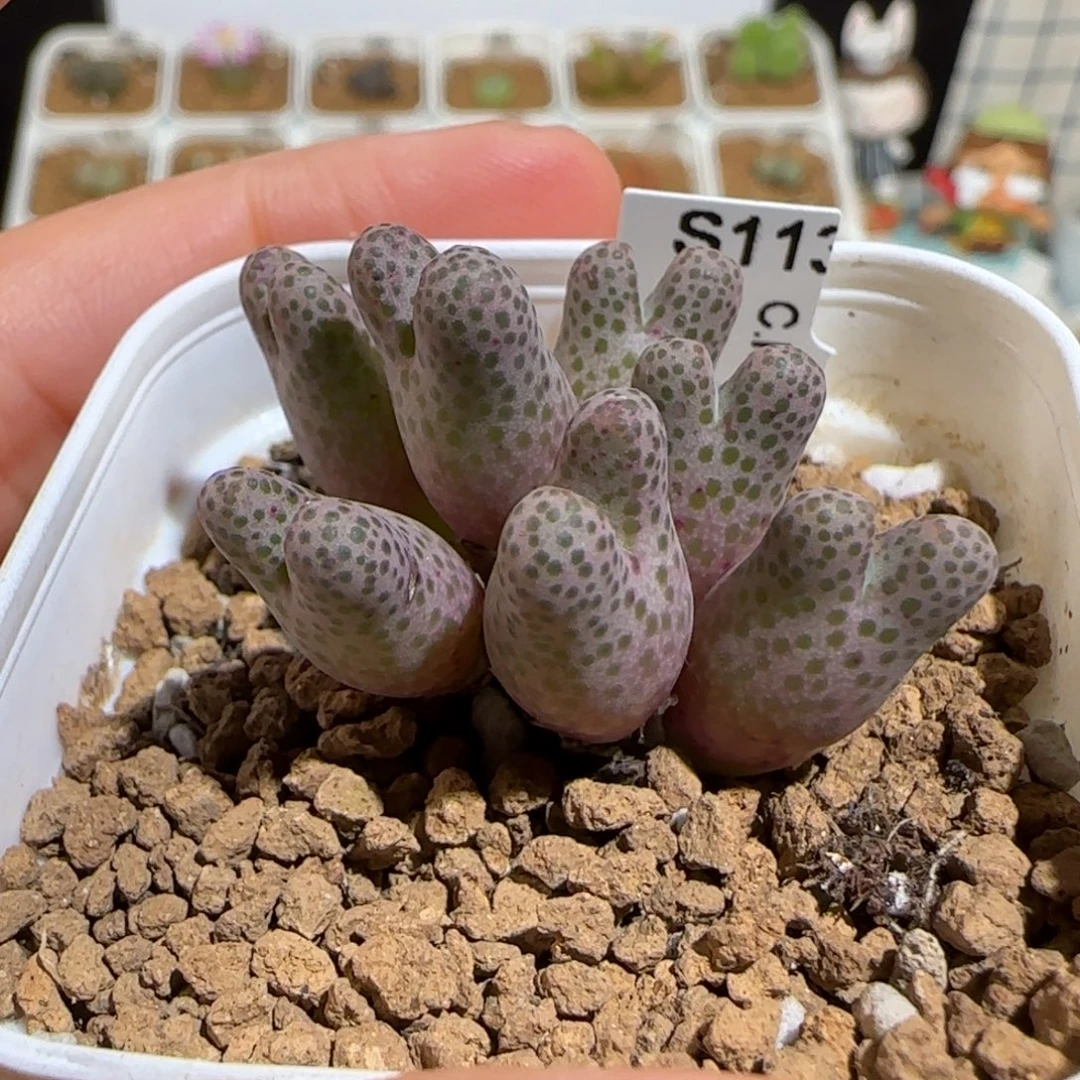 薄***猫肉锥多肉植物组合-大型草莓斑点斑马母本1716