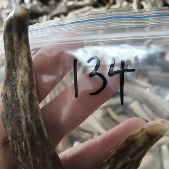 标***哥鹿角鹿角鹿角鹿角鹿角鹿角