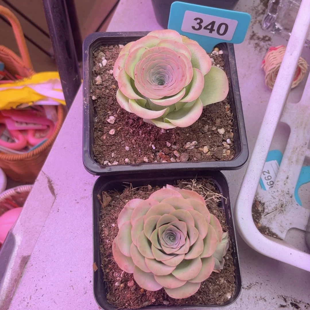 是****?爱晚晴玫瑰➕雪霁玫瑰340