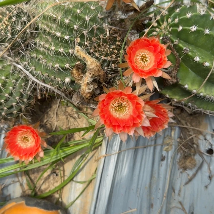 丽花仙人球仙人掌315