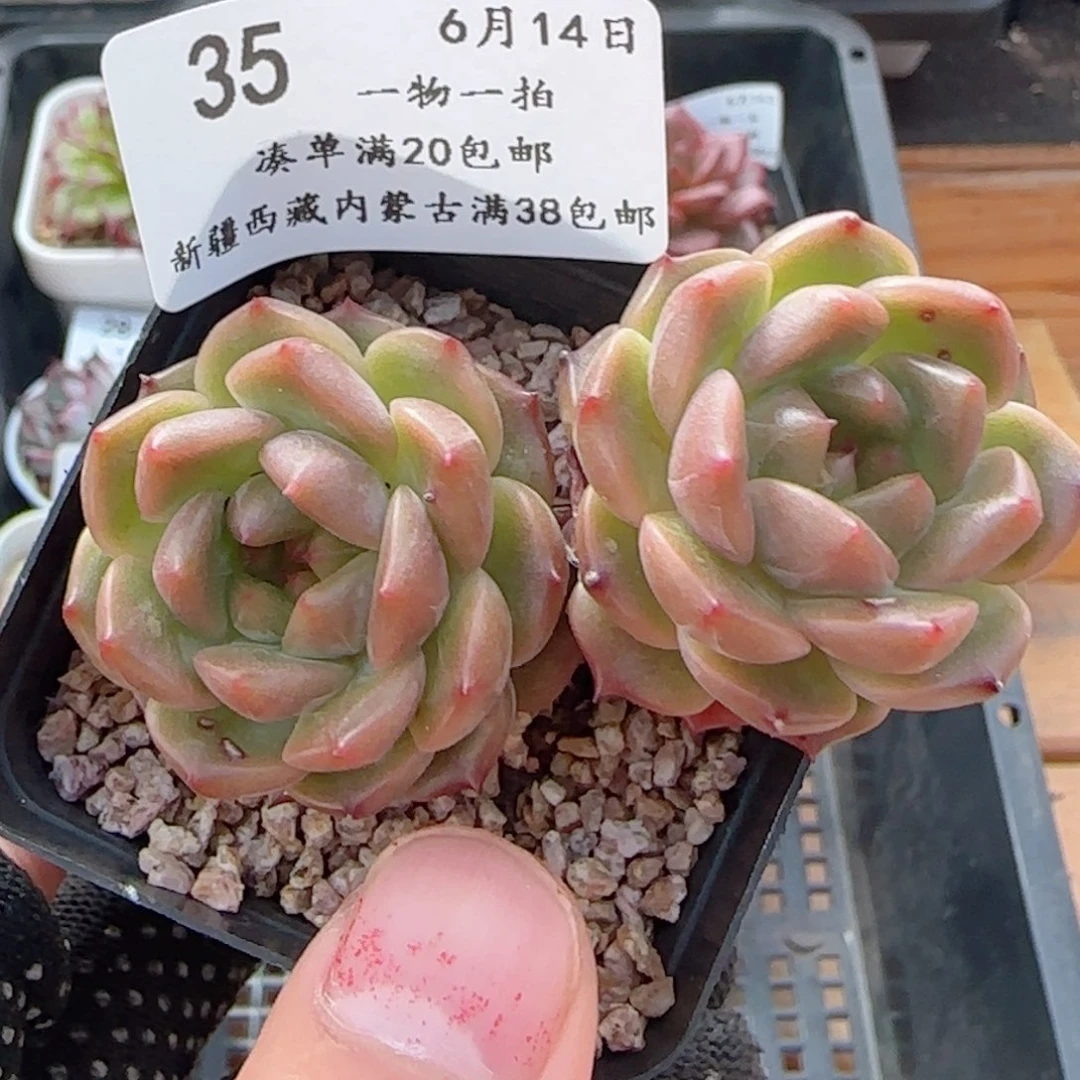 0614-35晴川珍妮飘枝