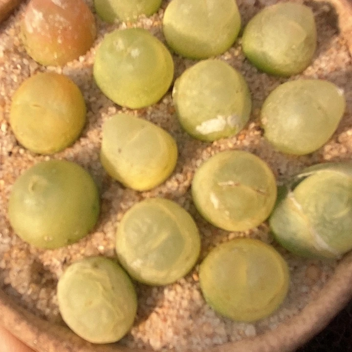 3509四年份拉登一颗有伤