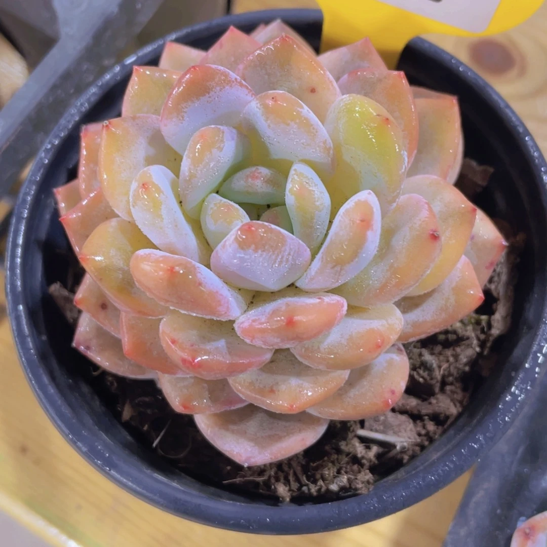 1171号 梦露锦单头一个