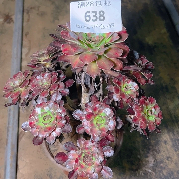 638晚霞多肉植物保护