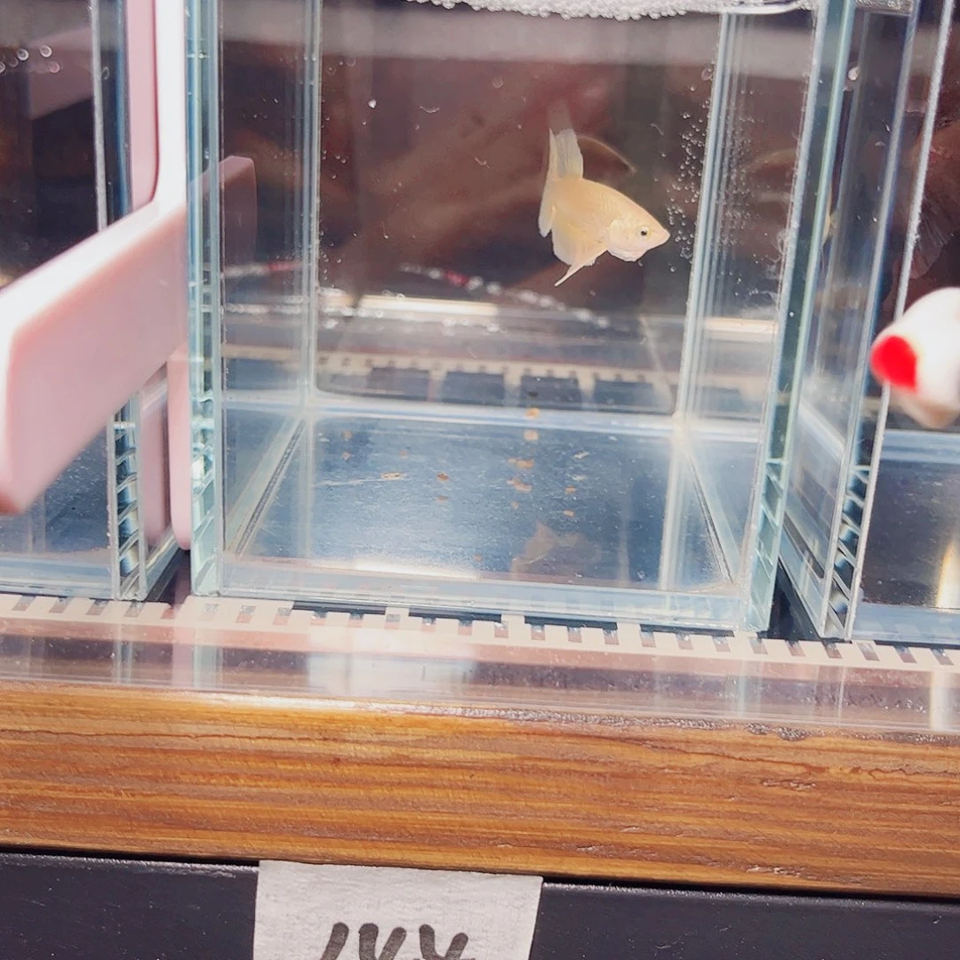 海水鱼宙斯斗鱼竞拍11-04