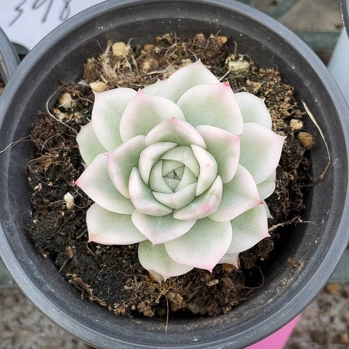 高瓷白麦秆锦一物一拍
