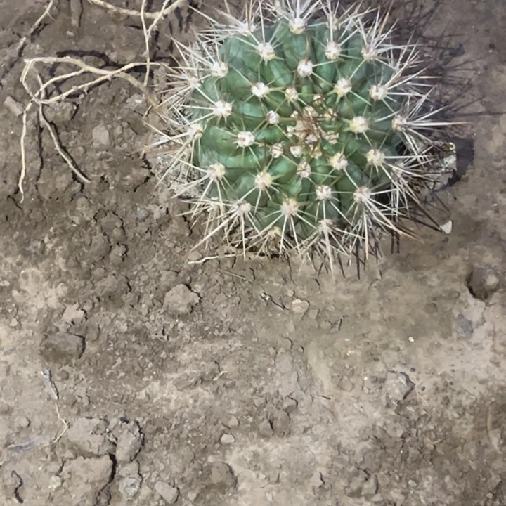 ?****?清清3-263根仙人球1