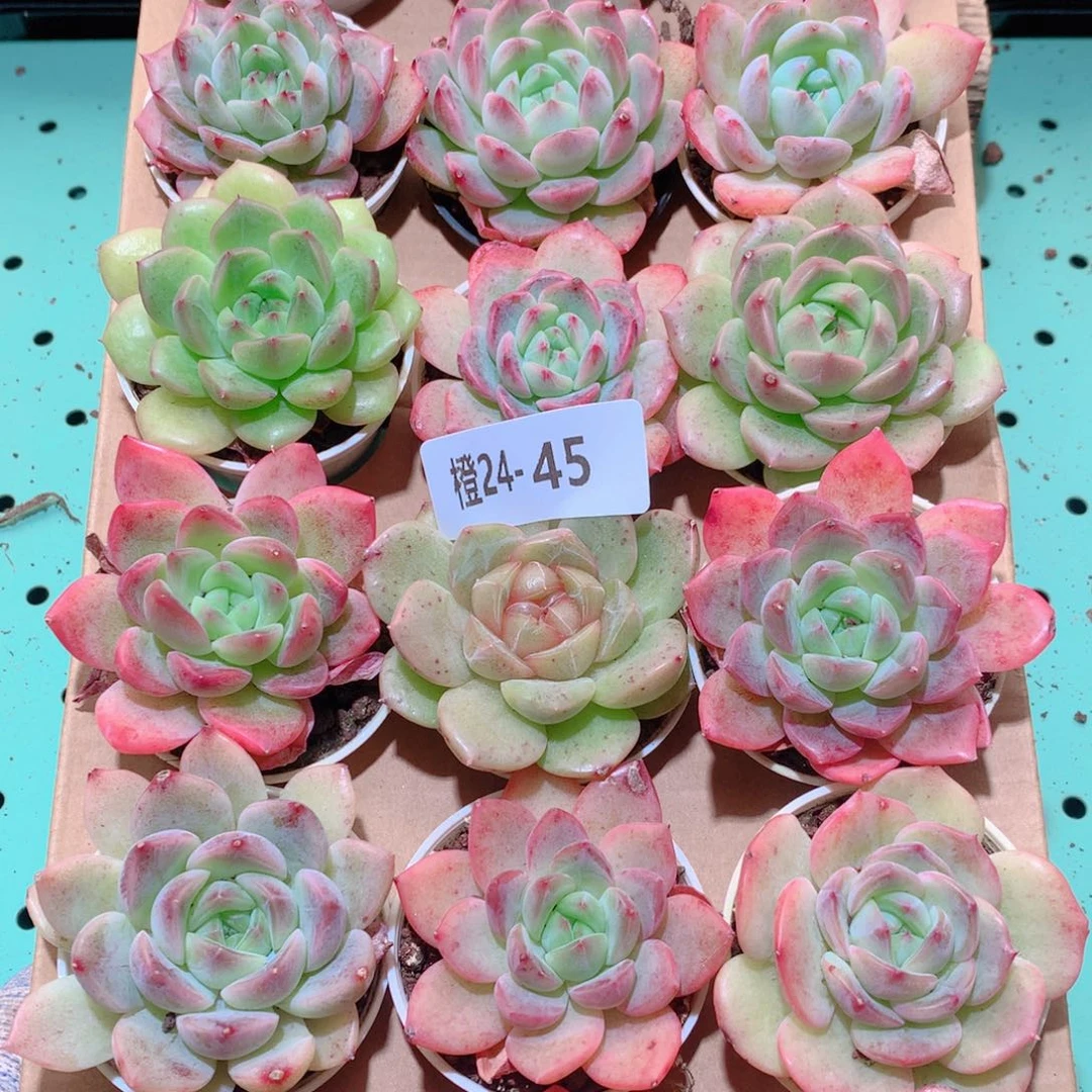 24-45一物一拍多肉带盆18颗