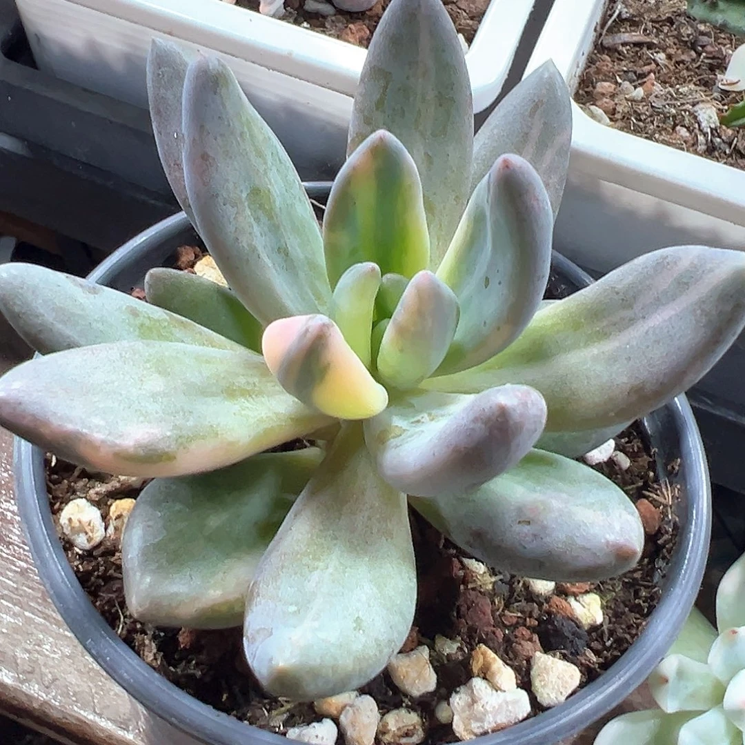 紫丽殿锦一单包邮非偏远