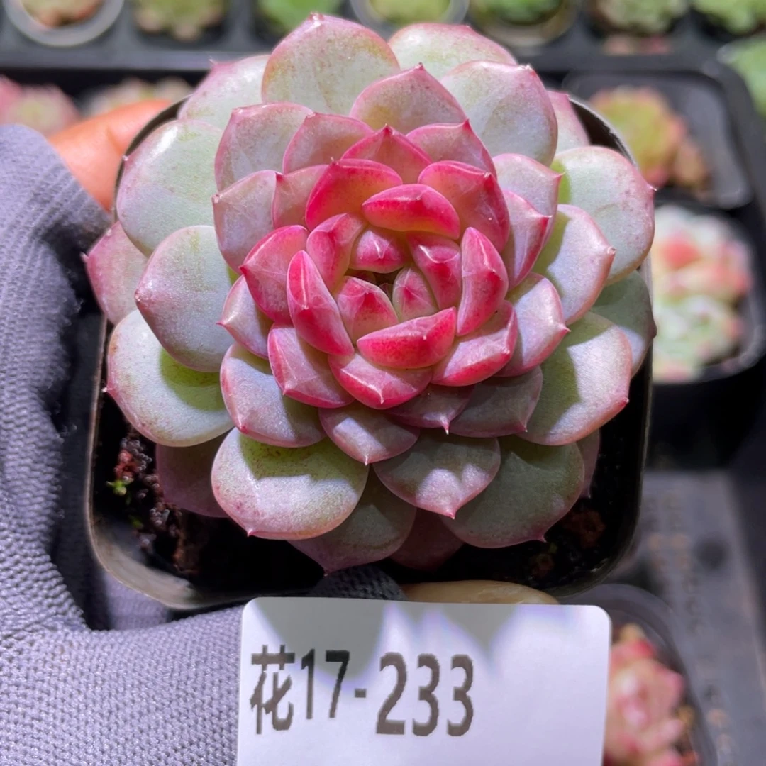 花利美17-233糖心新品
