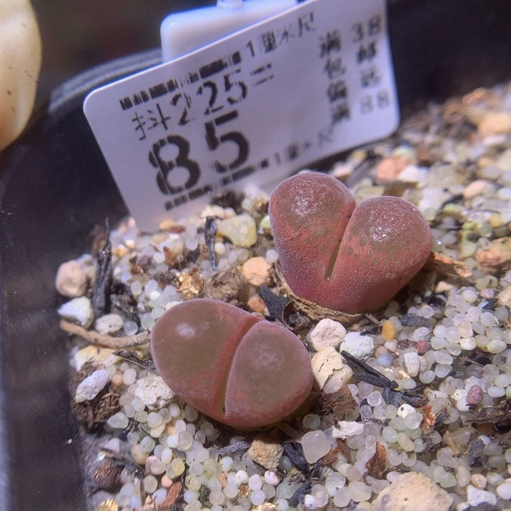 精品生石花225.85草莓蛋糕