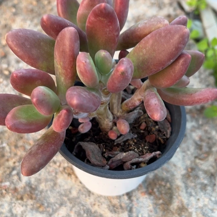 芒果奶多肉植物170