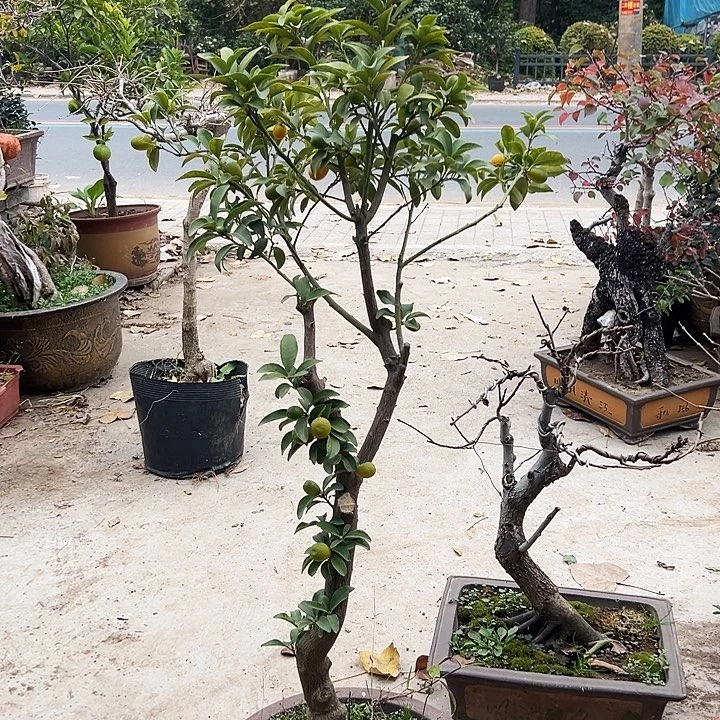 完全开放满树果的金橘