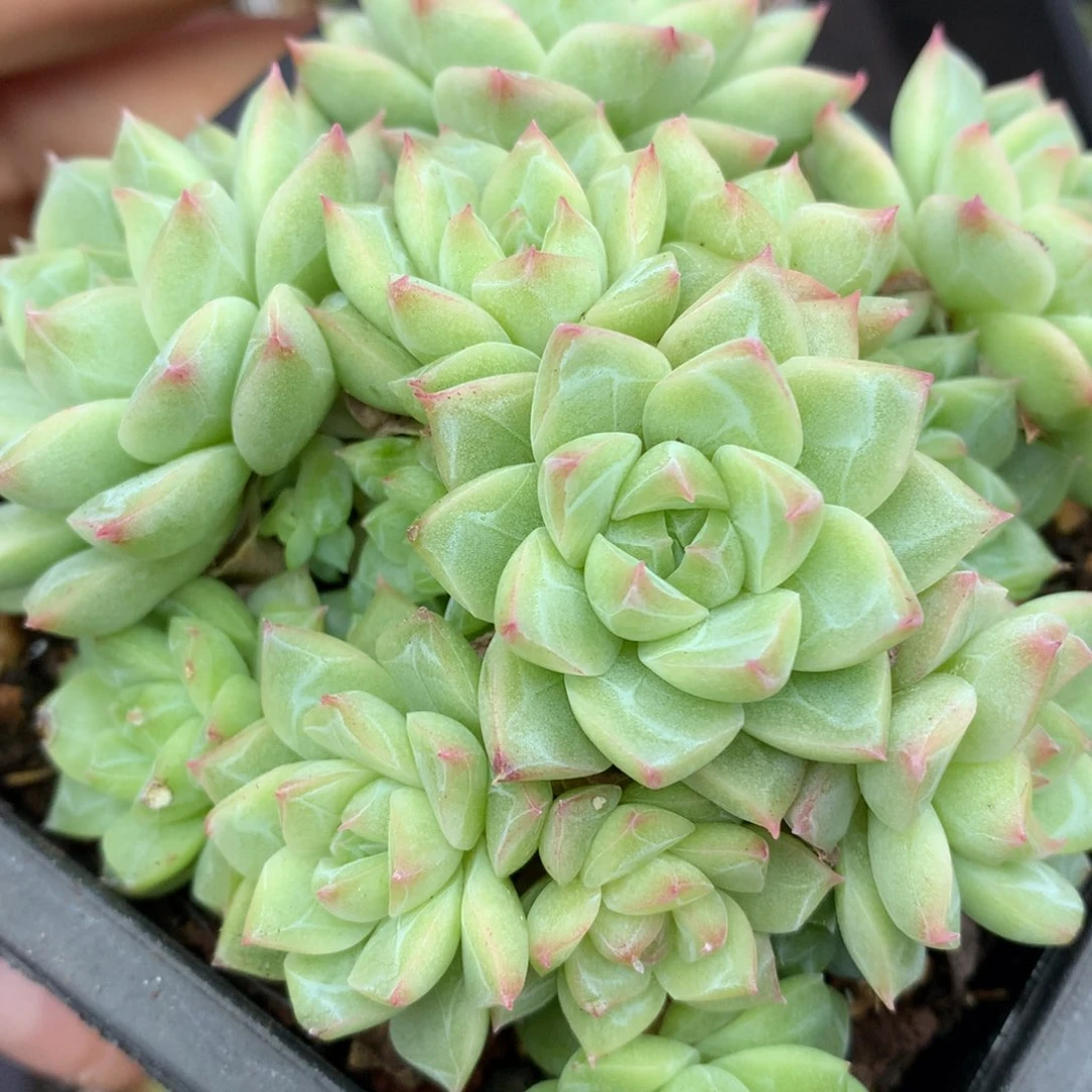 0615-443 女王玫瑰