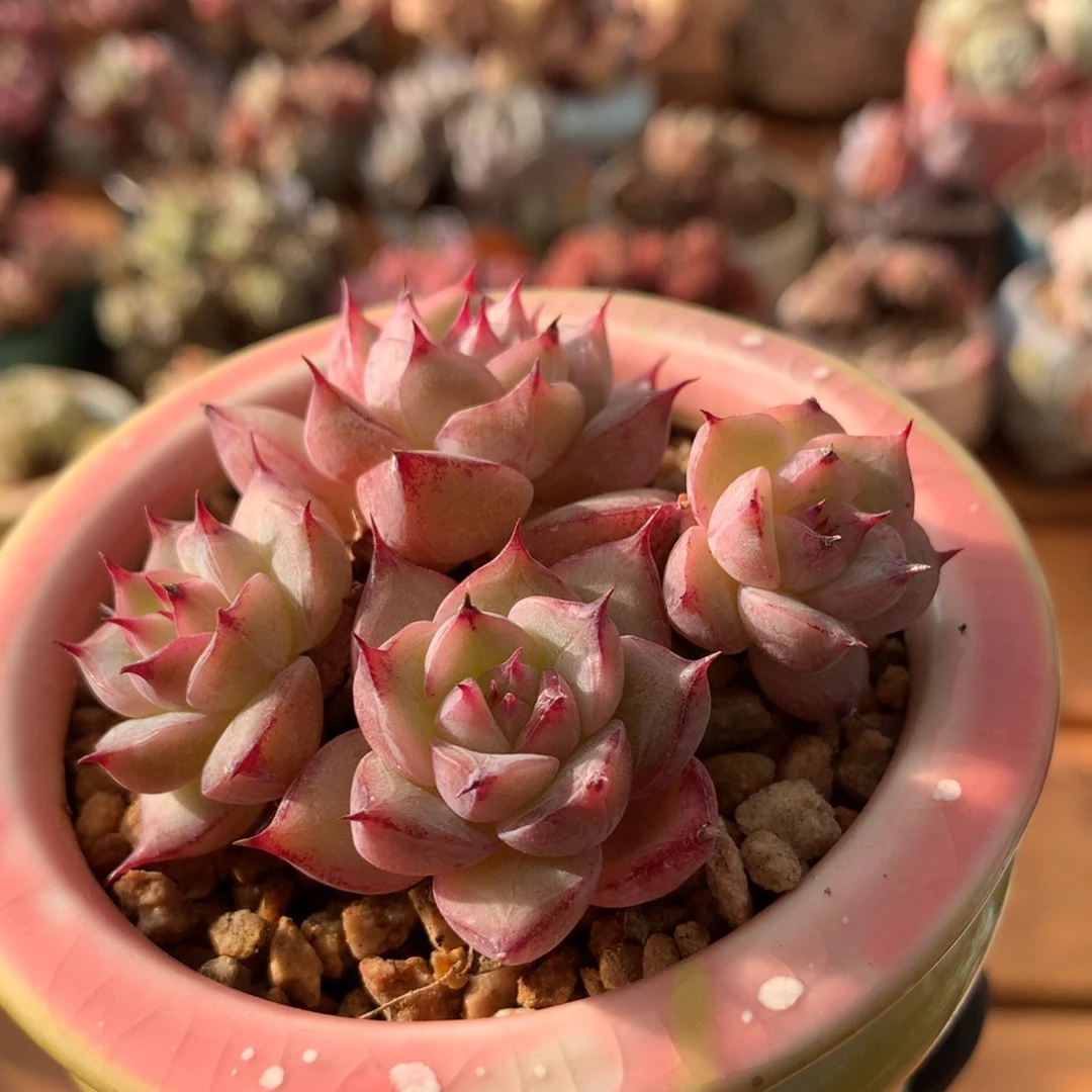 杂交一物一拍 028