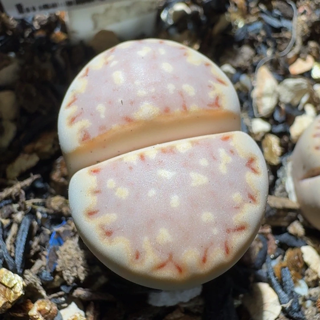 Sss便宜了便宜了331卡2.1