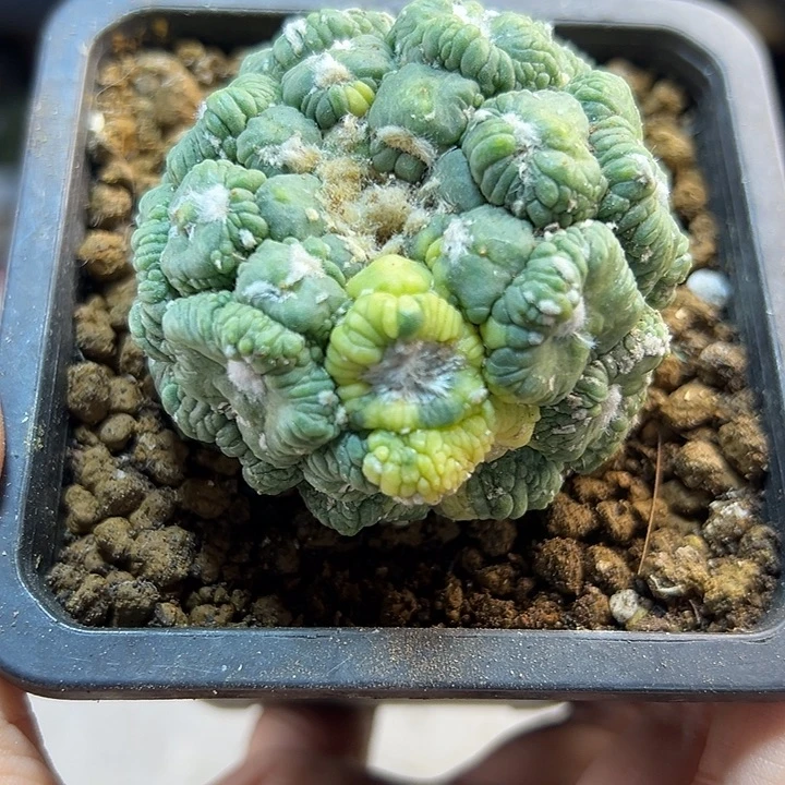 晚7号悟空兜锦自根小木心5.9公分