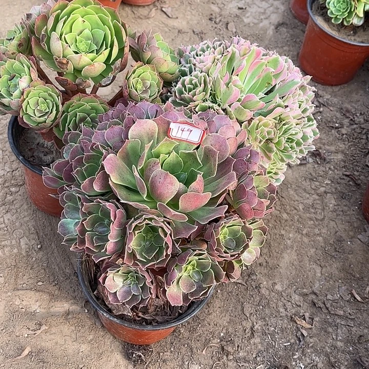 149多肉植物组合，