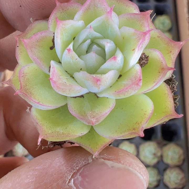 潘多拉多肉植物大战