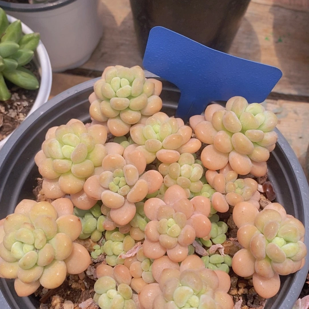 多肉植物，周末专场，嗨起来