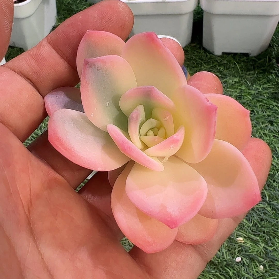 锦***s多肉植物多肉植物