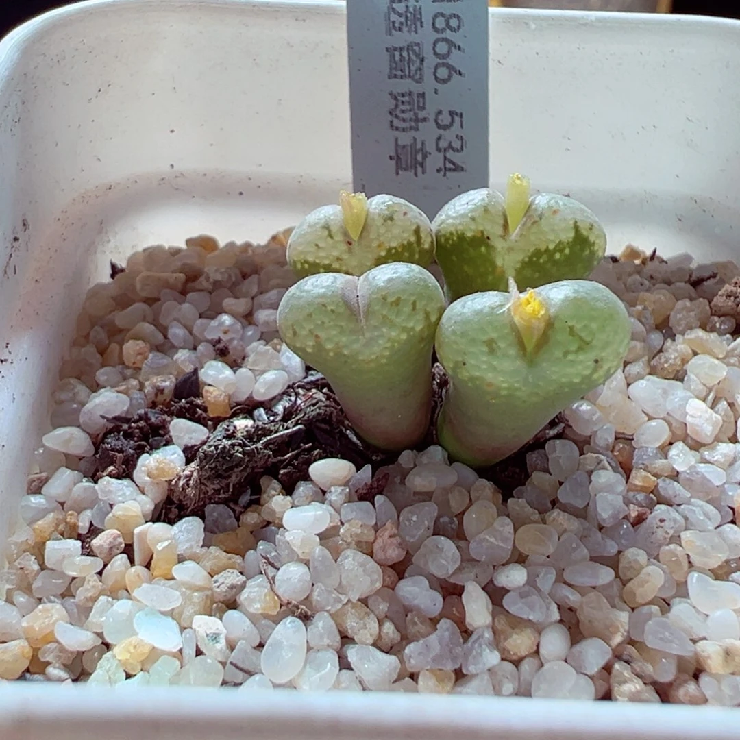 完全开放817-360多肉多肉534勋章