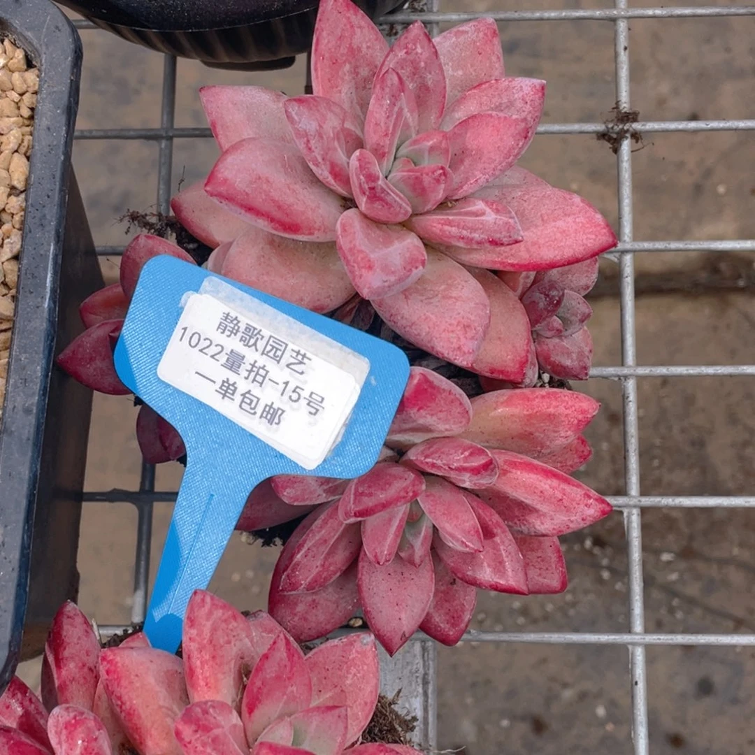 1022-15-赫菲斯托全状态一颗