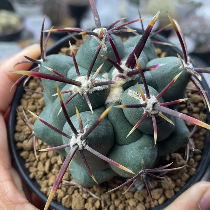 大红鹰        实生根