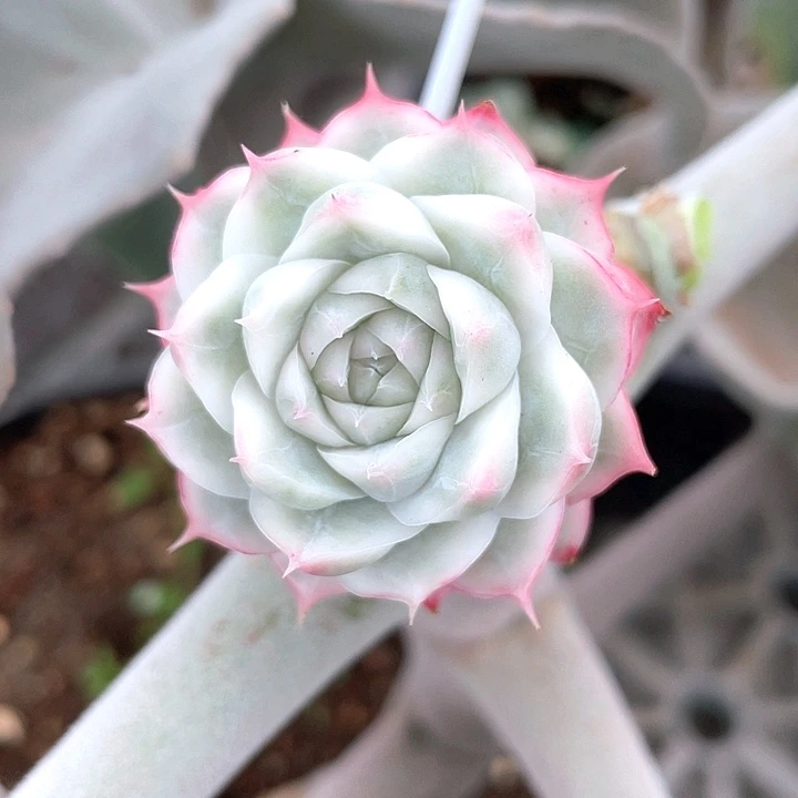 女王玫瑰锦一物一拍