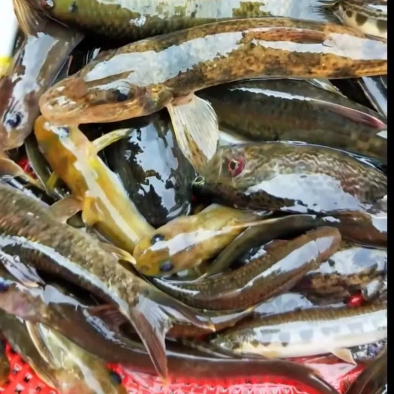 长白山河鲜，满籽满油，顺丰包邮！