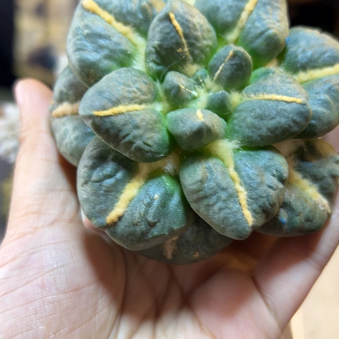 16号苗接连山牛舌8.3公分无根