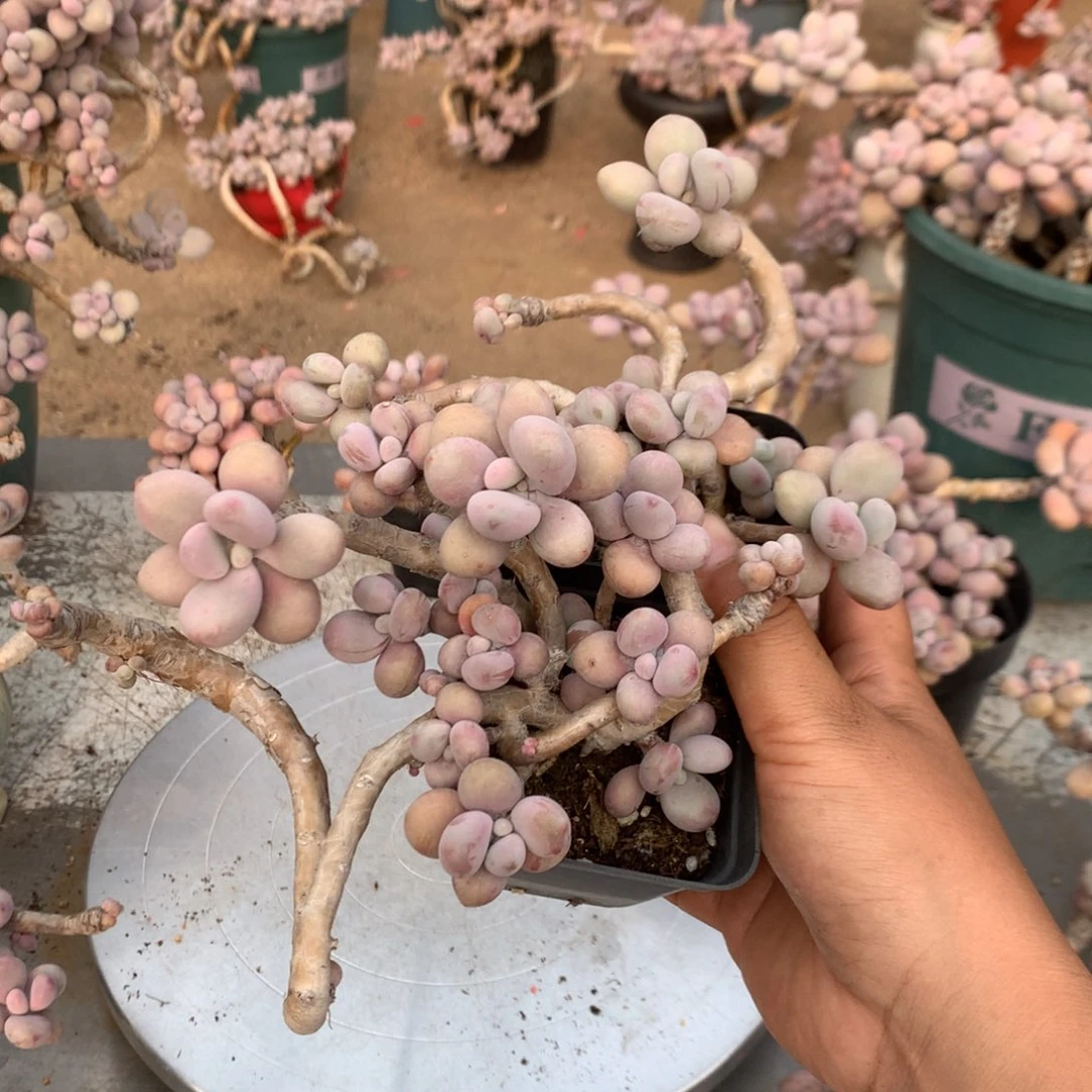 桃蛋老桩不带盆47号