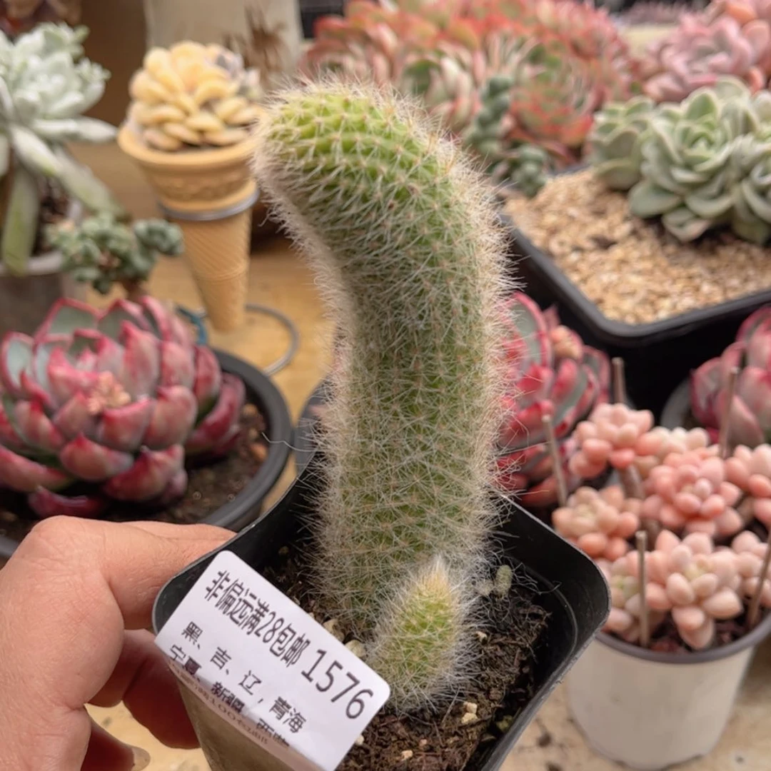 【闪购商品】1576九尾狐