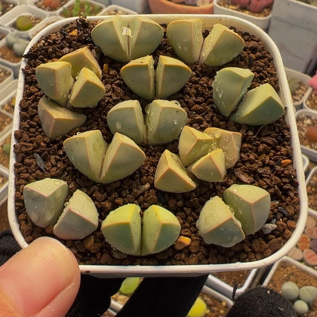 152多肉植物种类多样