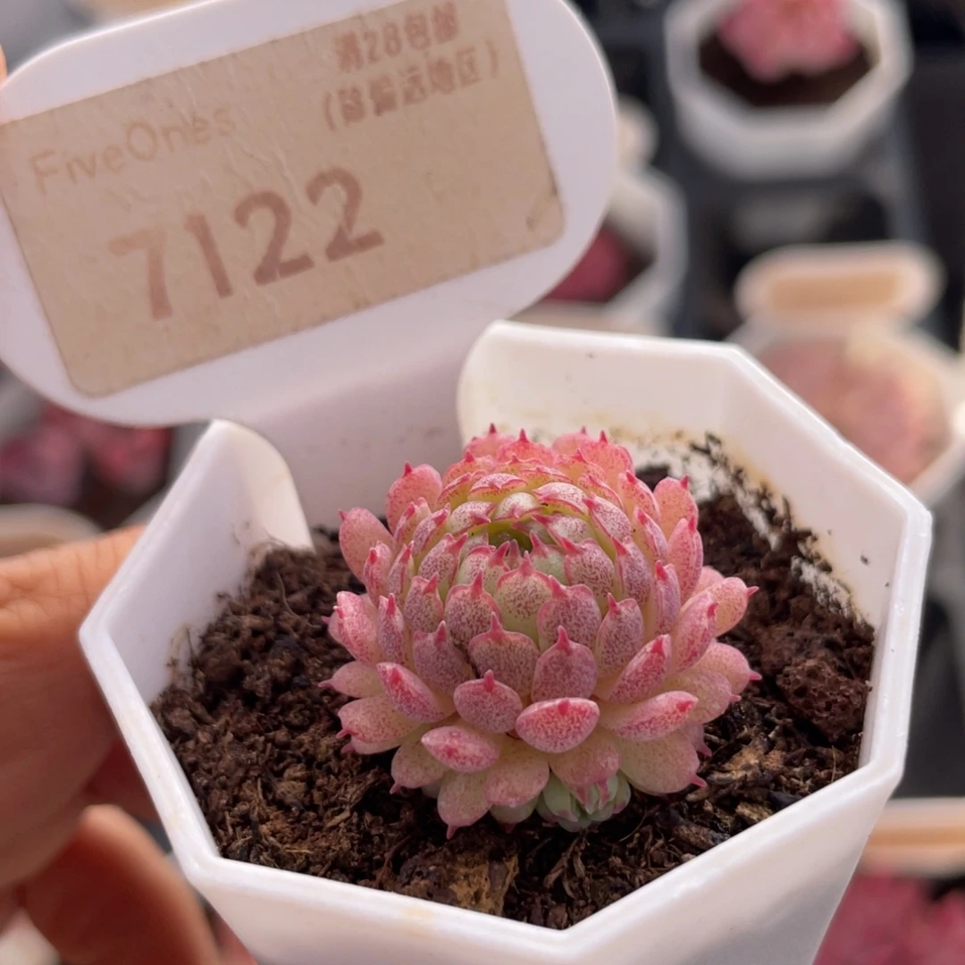 小红衣7122-2.6厘米