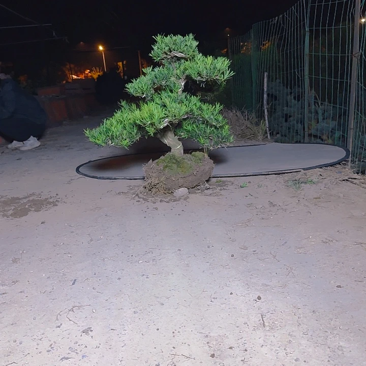 用***5无花朵6666666666