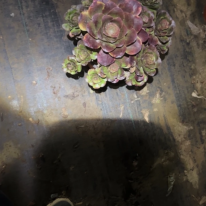 逍***生不包侧枝一物一拍80