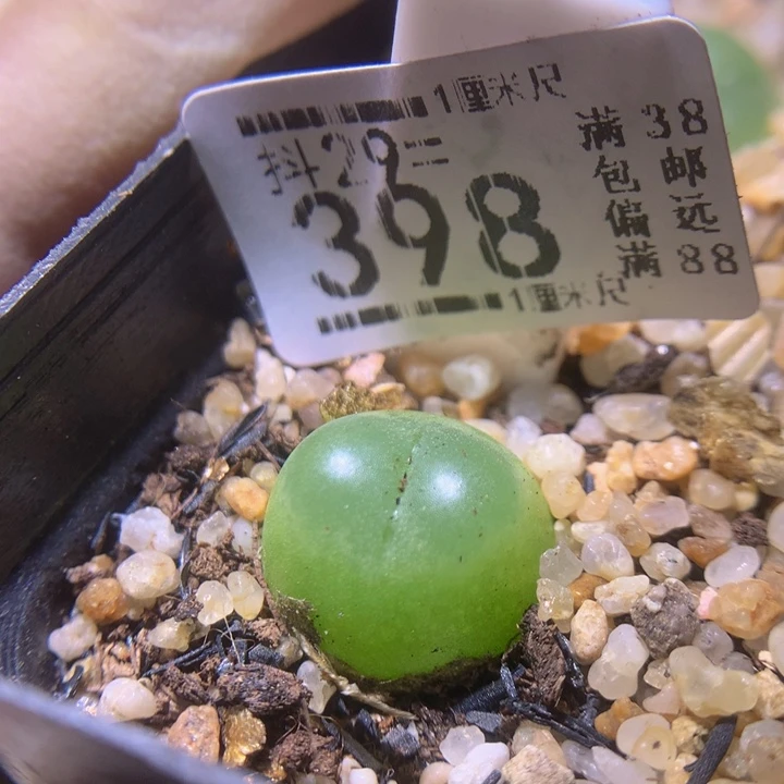 生石花多肉29.398