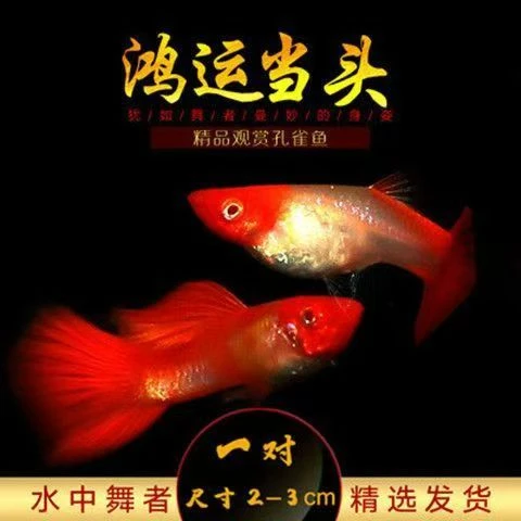 鸿运当头孔雀鱼大特惠