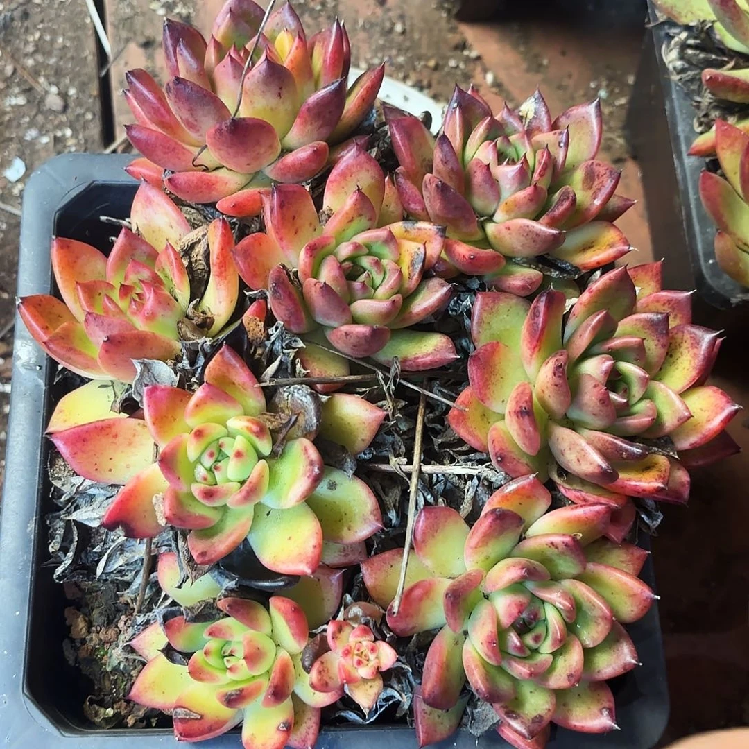 多肉植物冬云杂跨年福利不售后