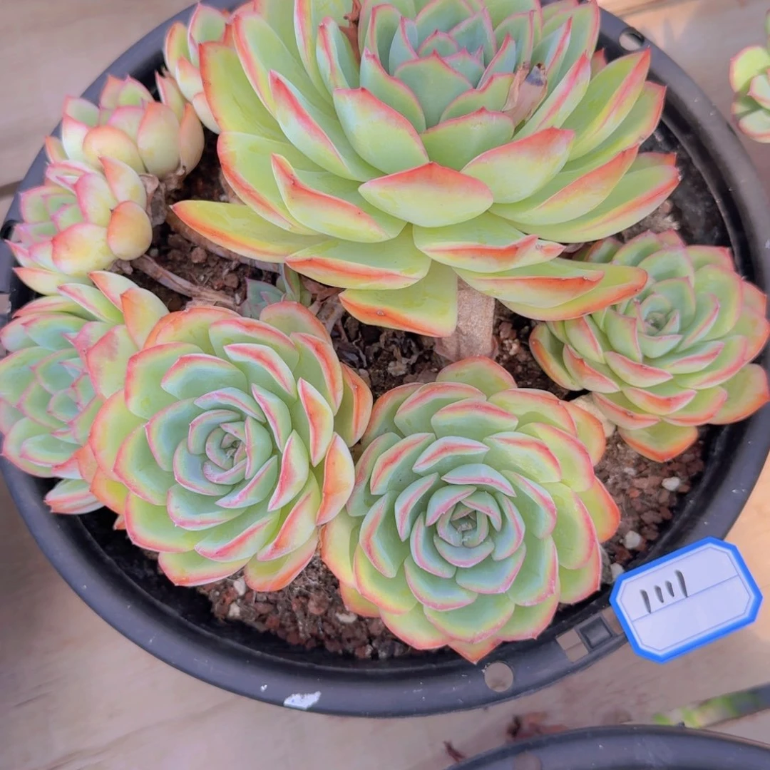 1111晨露凡艺多肉