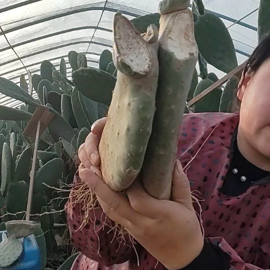 带根脱土发货有斑点两颗有砍头黄果仙人掌切口大