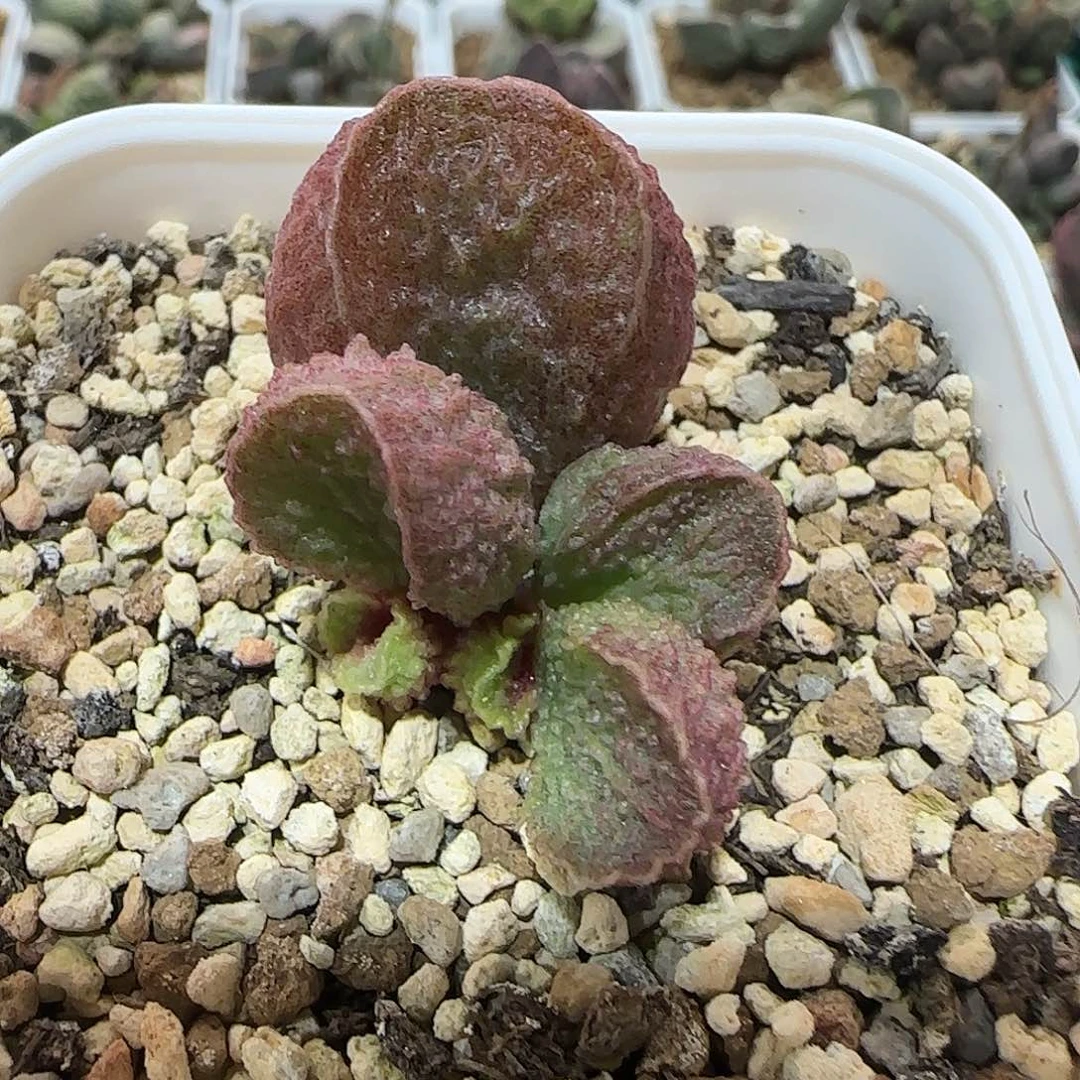 实生水泡 出售整盆