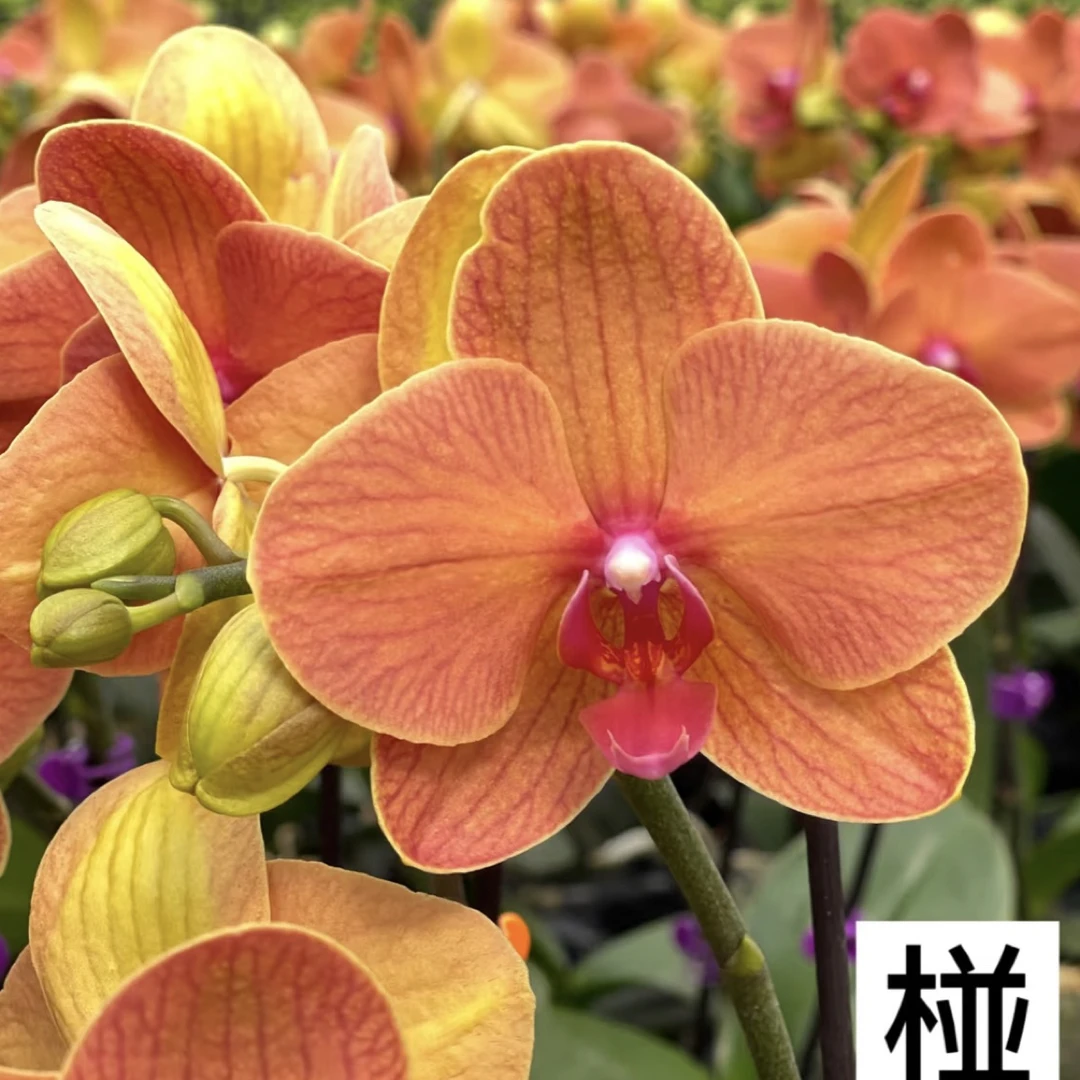 《椪柑》蝴蝶兰3.5寸双花剑无花发货室内盆栽