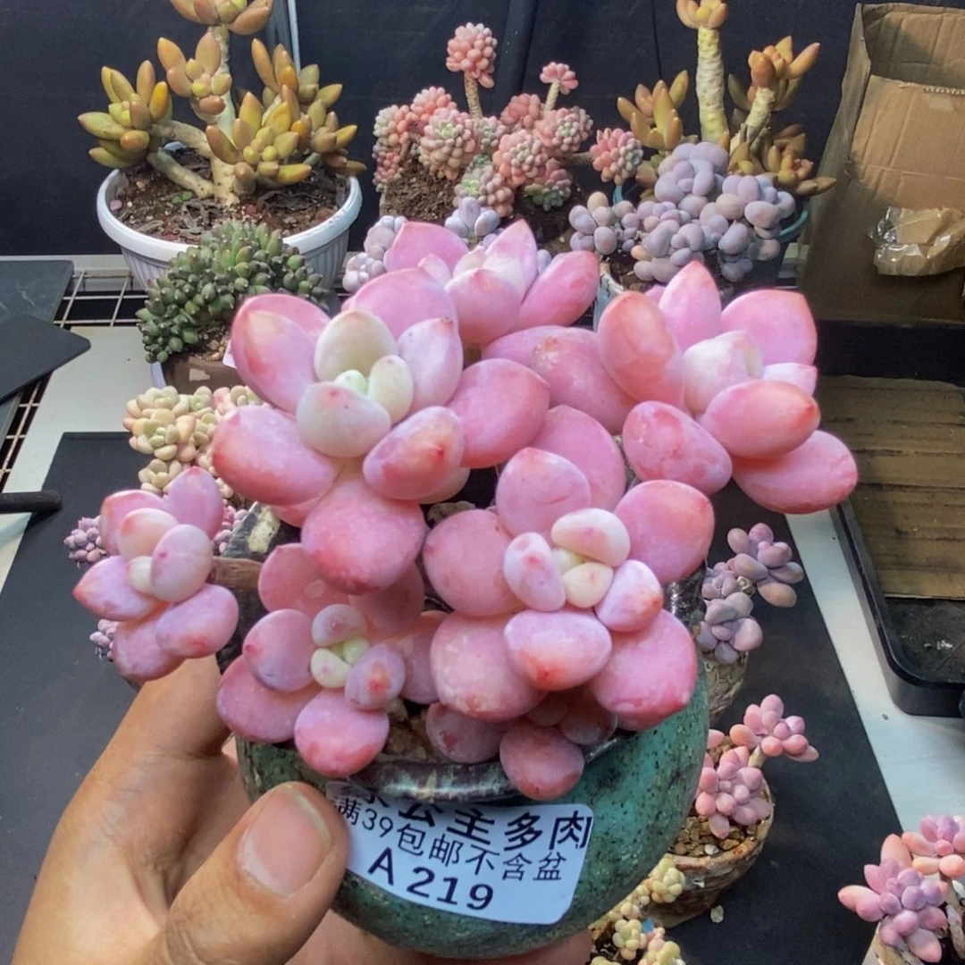 219樱花洛神多肉8c m