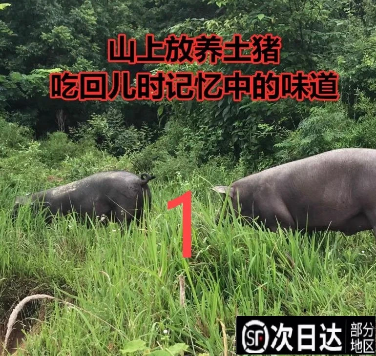 直播改价散养黑毛土猪跑山猪肉新鲜美味顺丰发货1-10千克