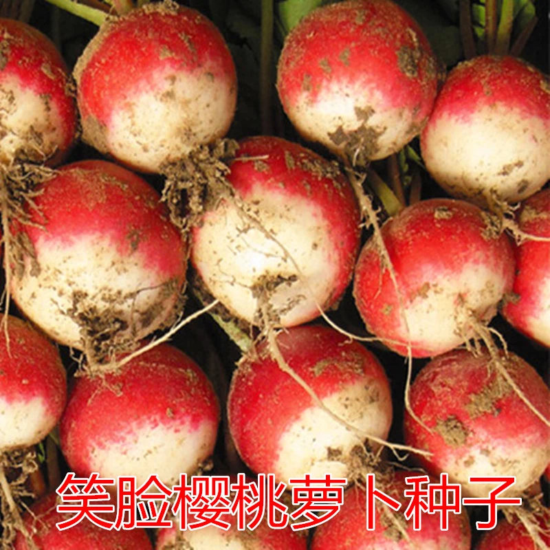 笑脸樱桃萝卜种籽红白水果萝卜种子大田高产盆栽阳台特色蔬菜种子